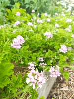 Scented Pelargonium