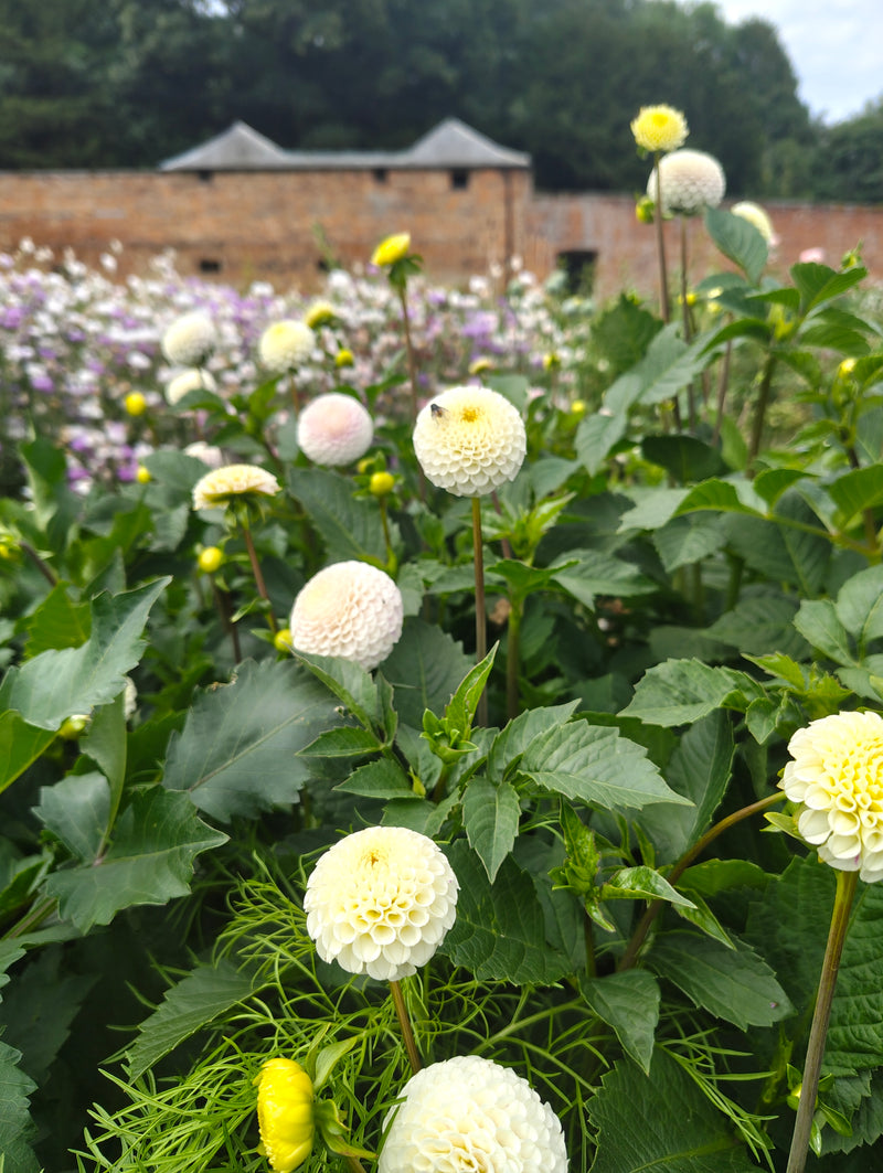 Dahlias - White