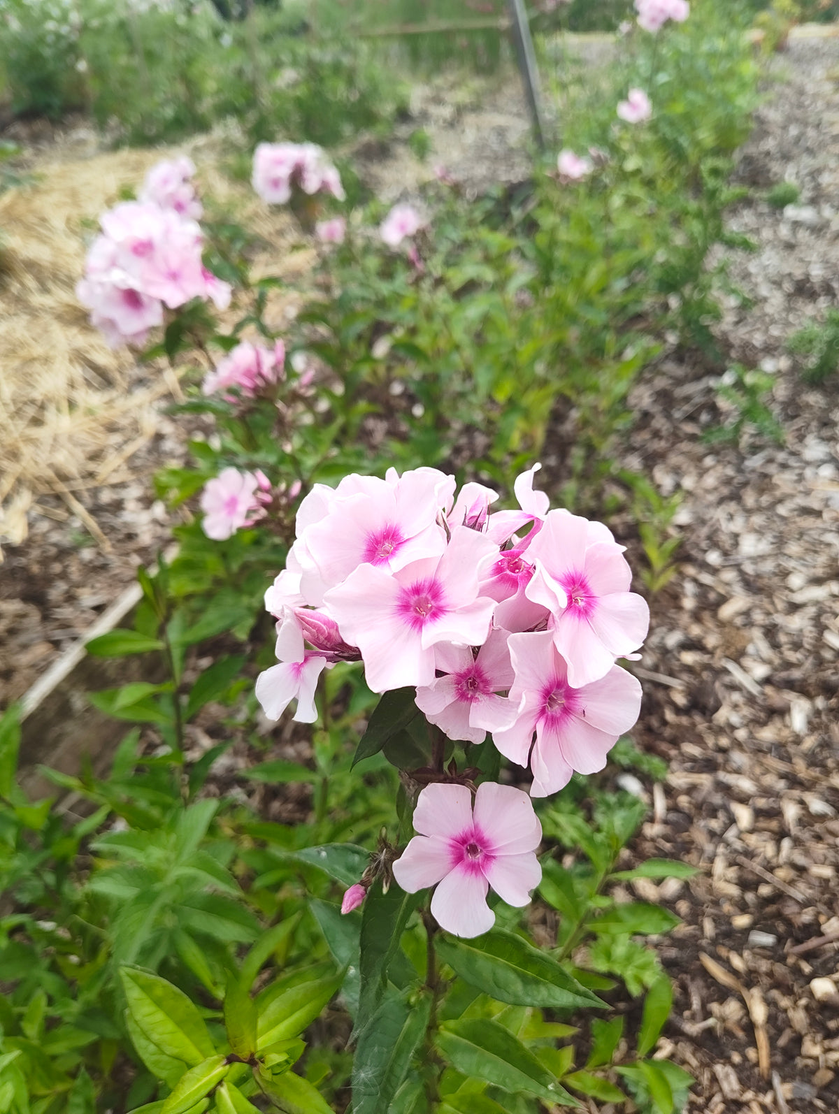 Phlox - Pink