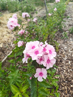 Phlox - Pink