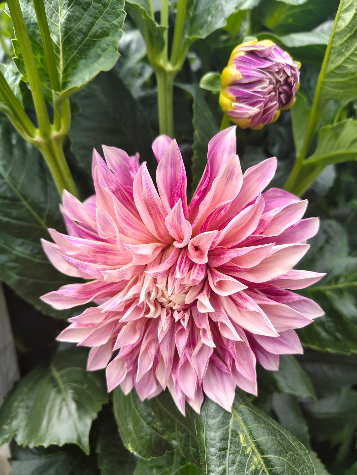 Dahlias - Pink