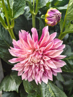 Dahlias - Pink
