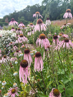 Echinacea pallida