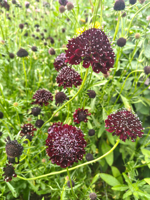 Scabious -In Variety