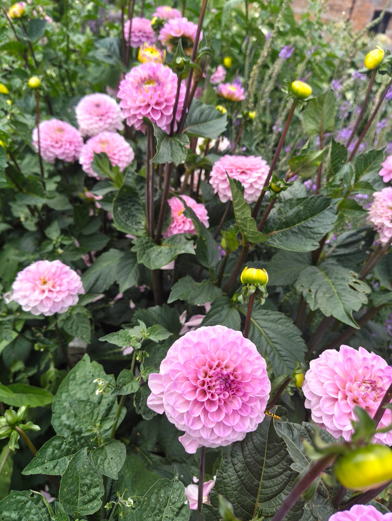 Dahlias - Pink