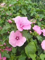 Malope