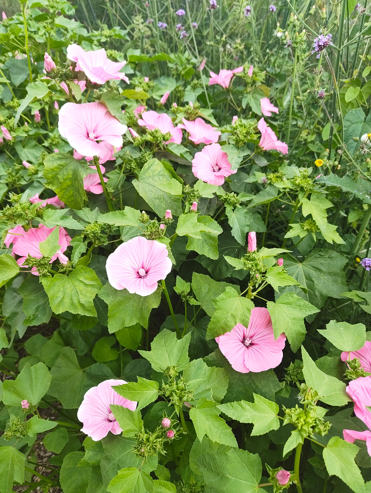 Malope