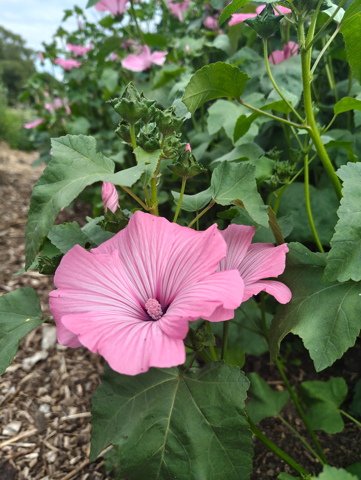 Malope