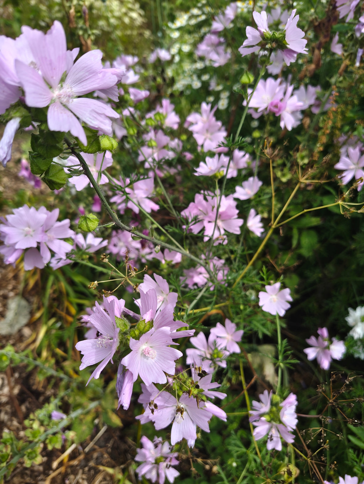 Mallow White & Pink