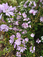 Mallow White & Pink