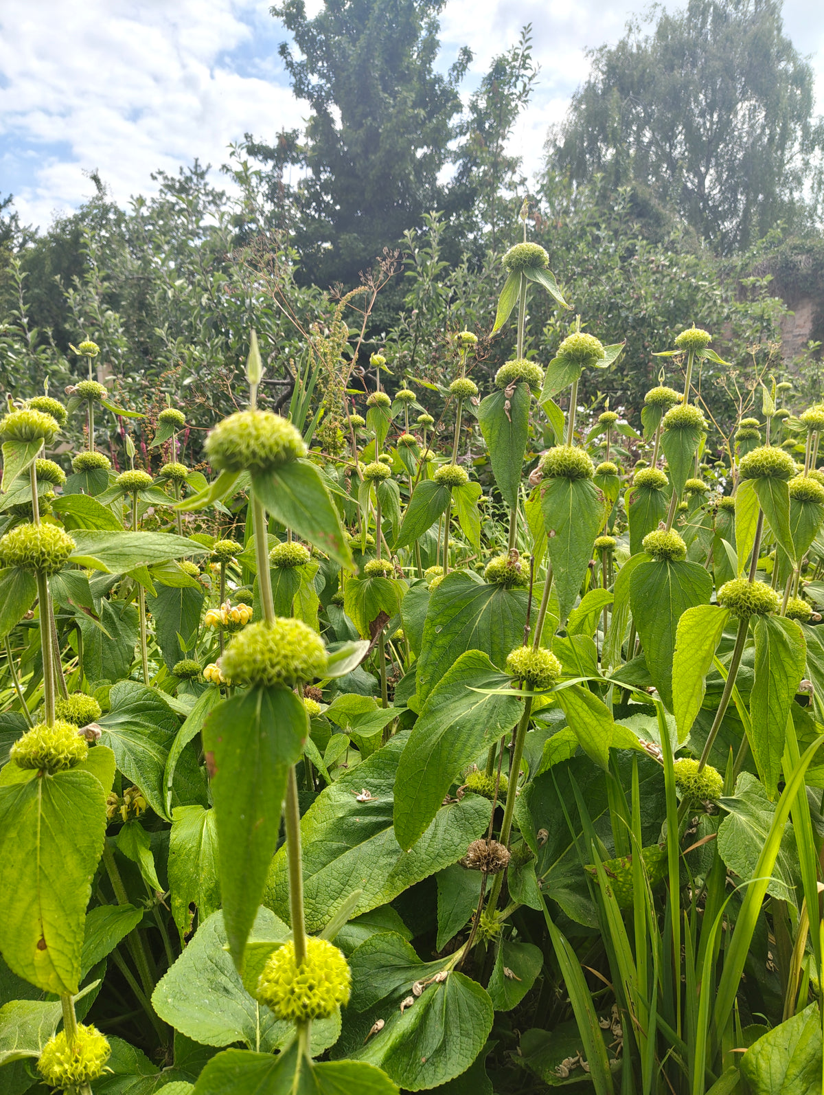 Phlomis - seedheads