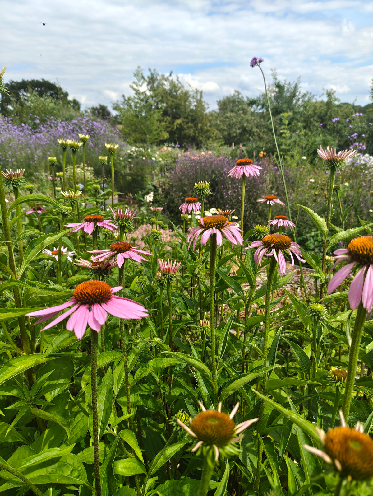 Echinacea purpurea