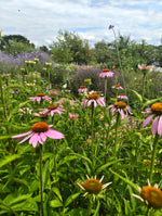 Echinacea purpurea