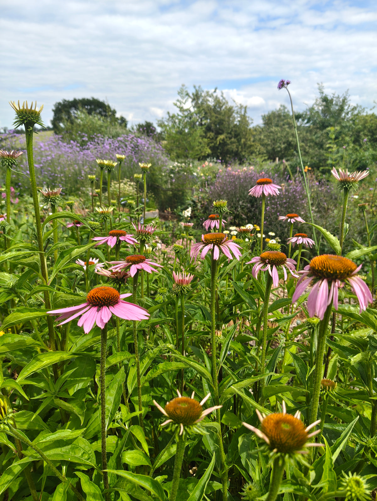 Echinacea purpurea