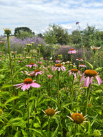 Echinacea purpurea