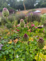 Allium Drumstick