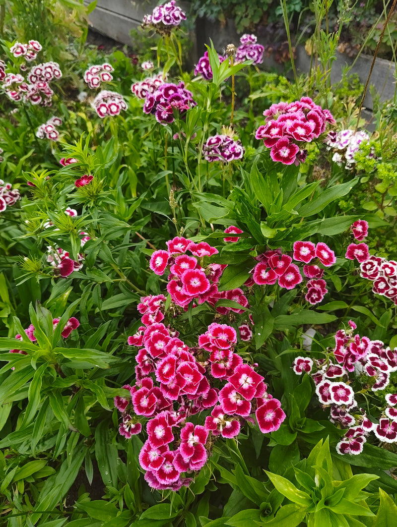 Dianthus - 'Sweet William'