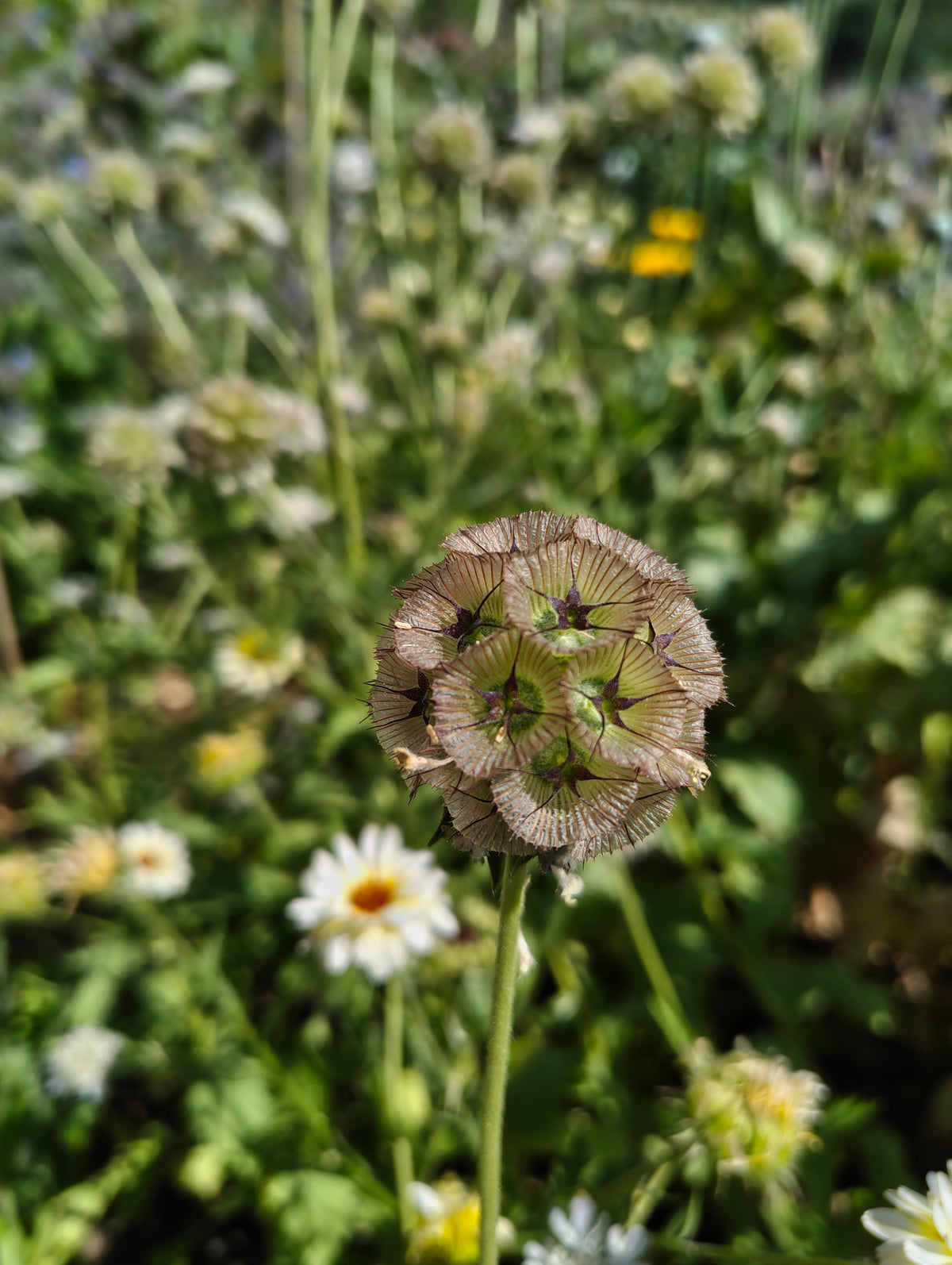 Scabiosa stellata - flowers & seedheads