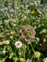 Scabiosa stellata - flowers & seedheads