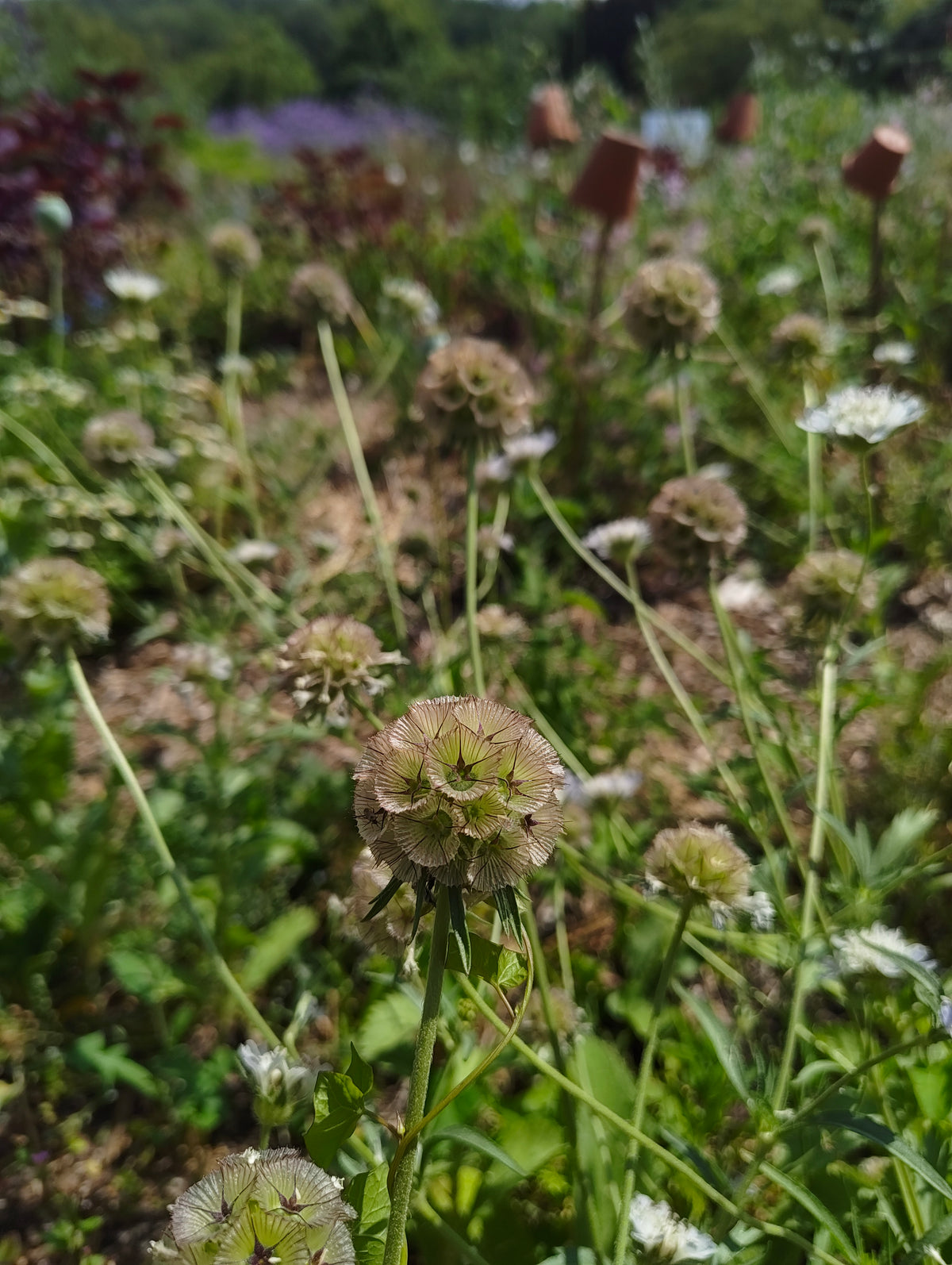 Scabiosa stellata - flowers & seedheads