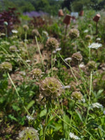 Scabiosa stellata - flowers & seedheads