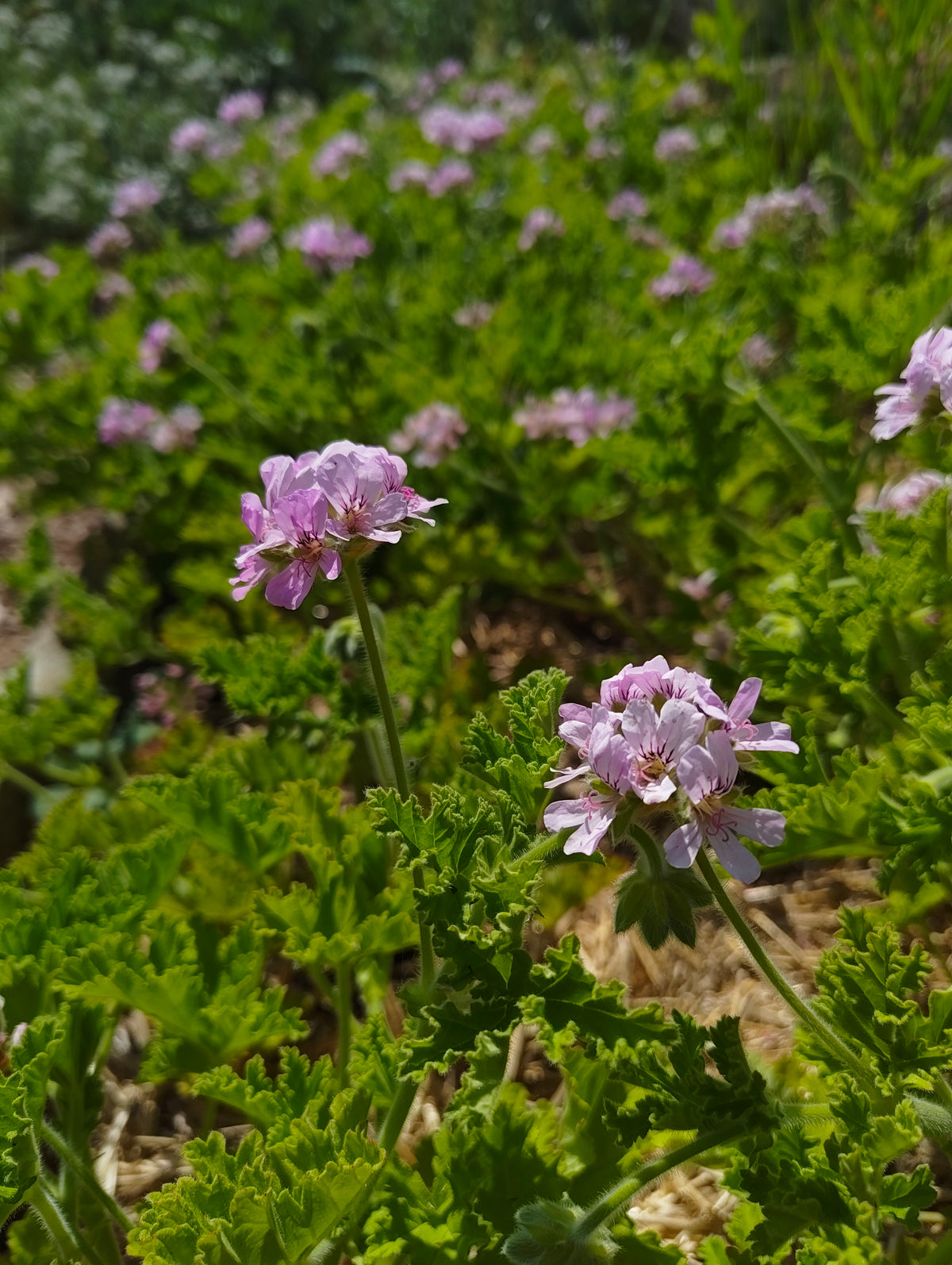 Scented Pelargonium