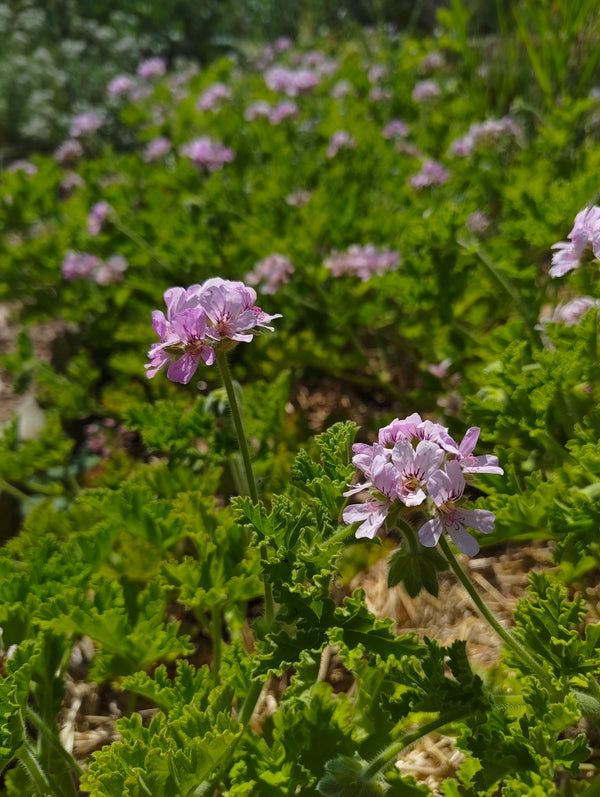Scented Pelargonium