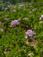 Scented Pelargonium