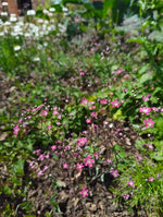 Gypsophila 'Kermesina'