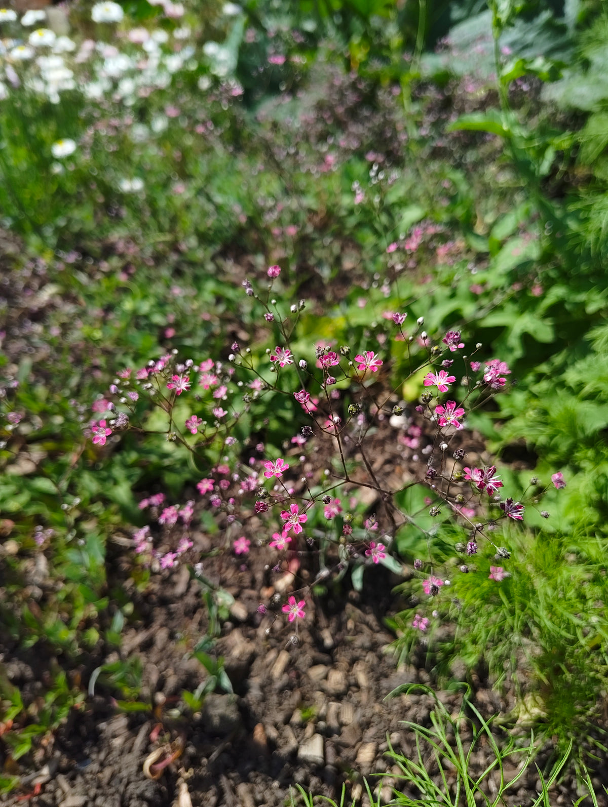 Gypsophila 'Kermesina'