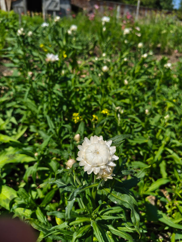 Helichrysum bracteaum - Strawflower