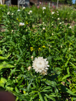 Helichrysum