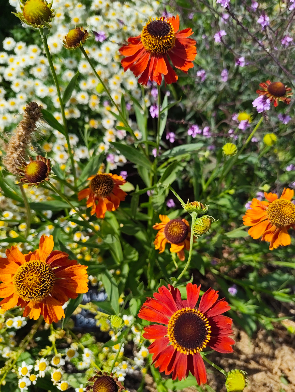 Helenium