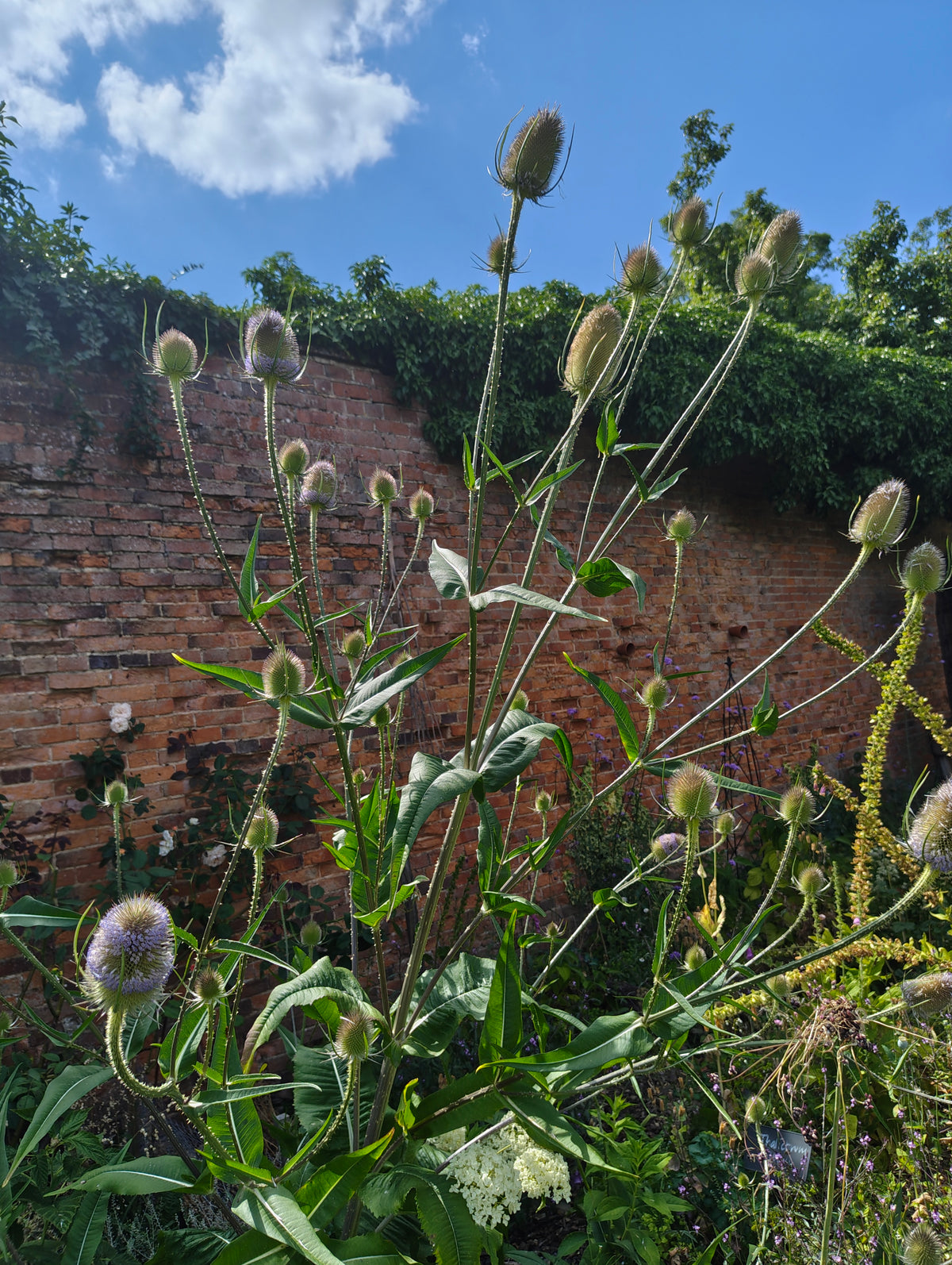 Teasel