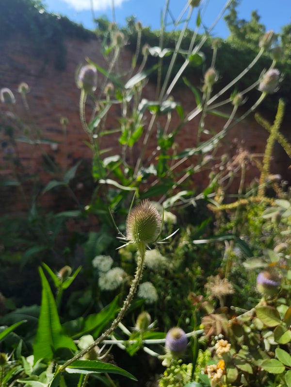 Teasel