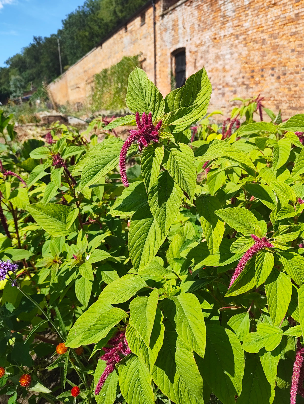 Amaranthus - in variety