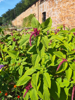 Amaranthus - in variety