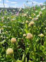 Centaurea 'Aloha Blanca'