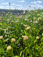 Centaurea 'Aloha Blanca'