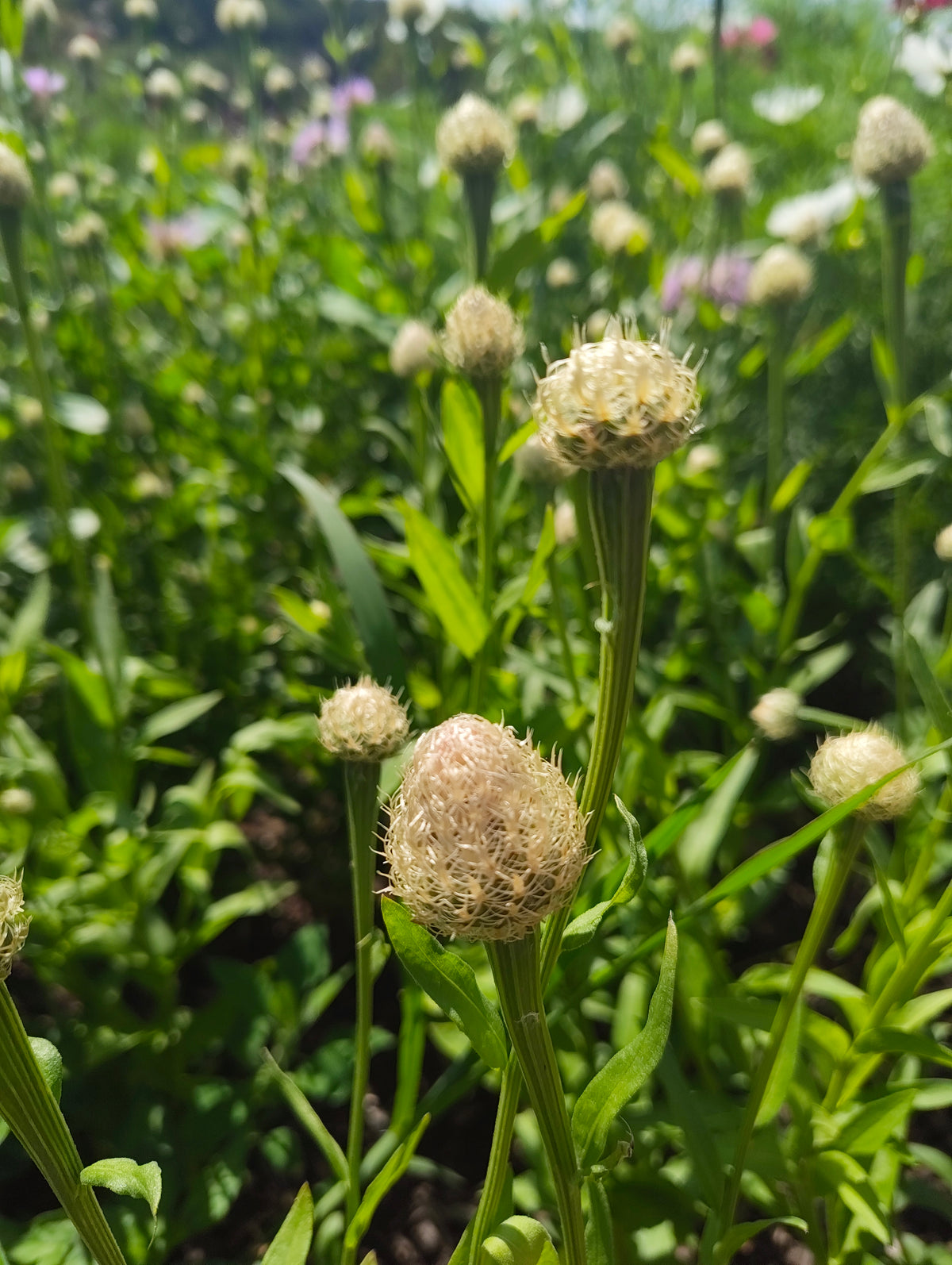 Centaurea 'Aloha Blanca'