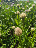 Centaurea 'Aloha Blanca'