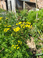 Tansy