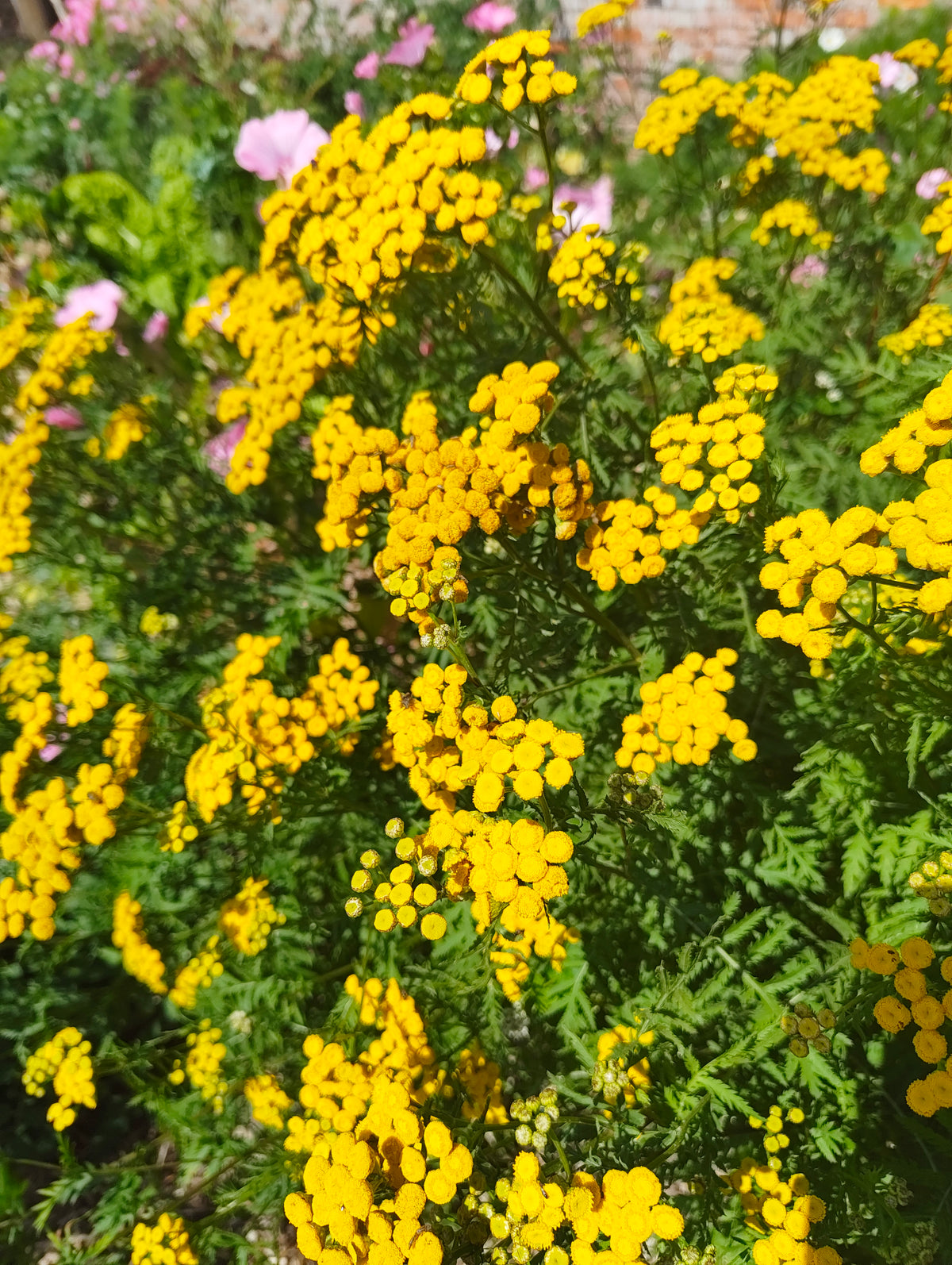 Tansy