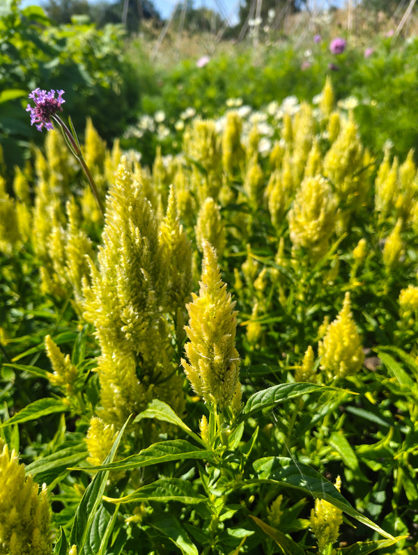 Celosia