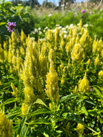 Celosia