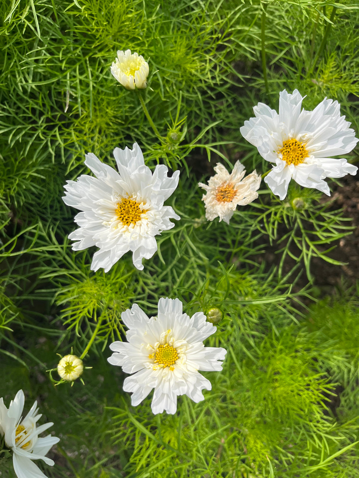 Cosmos In Variety