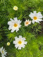 Cosmos In Variety