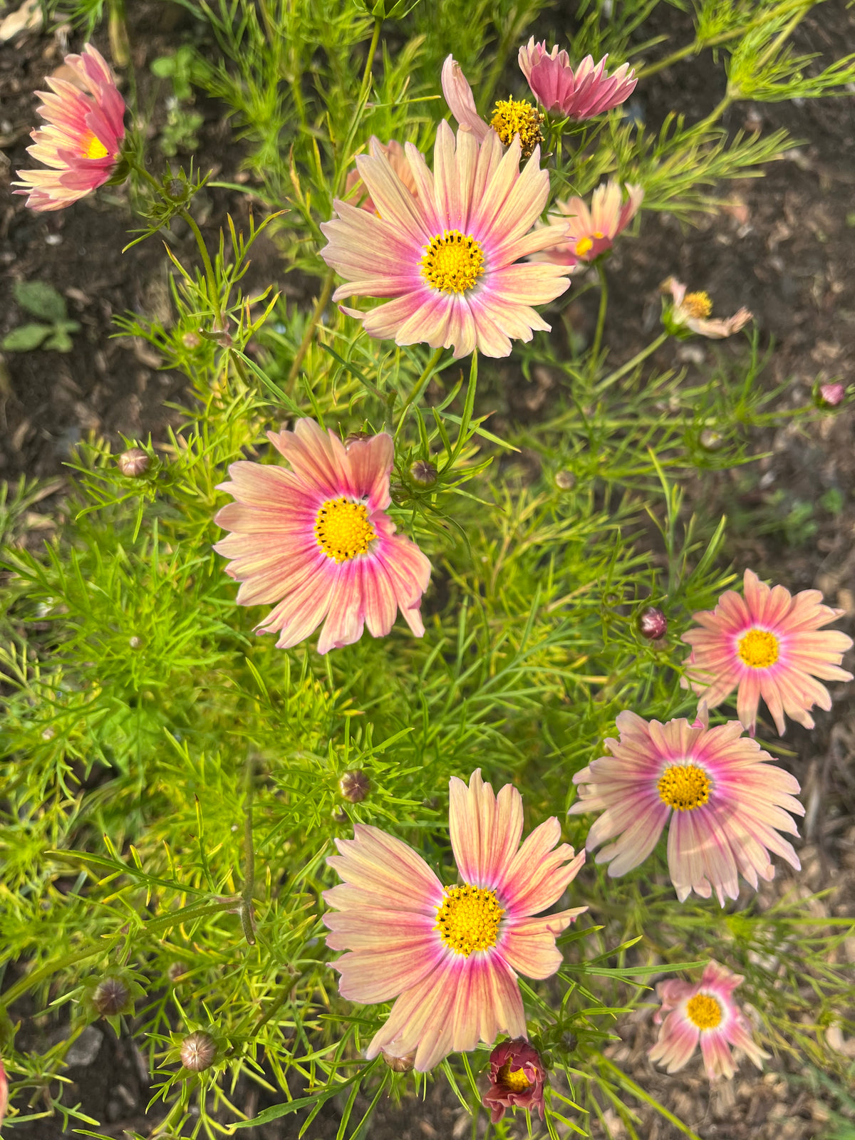 Cosmos In Variety