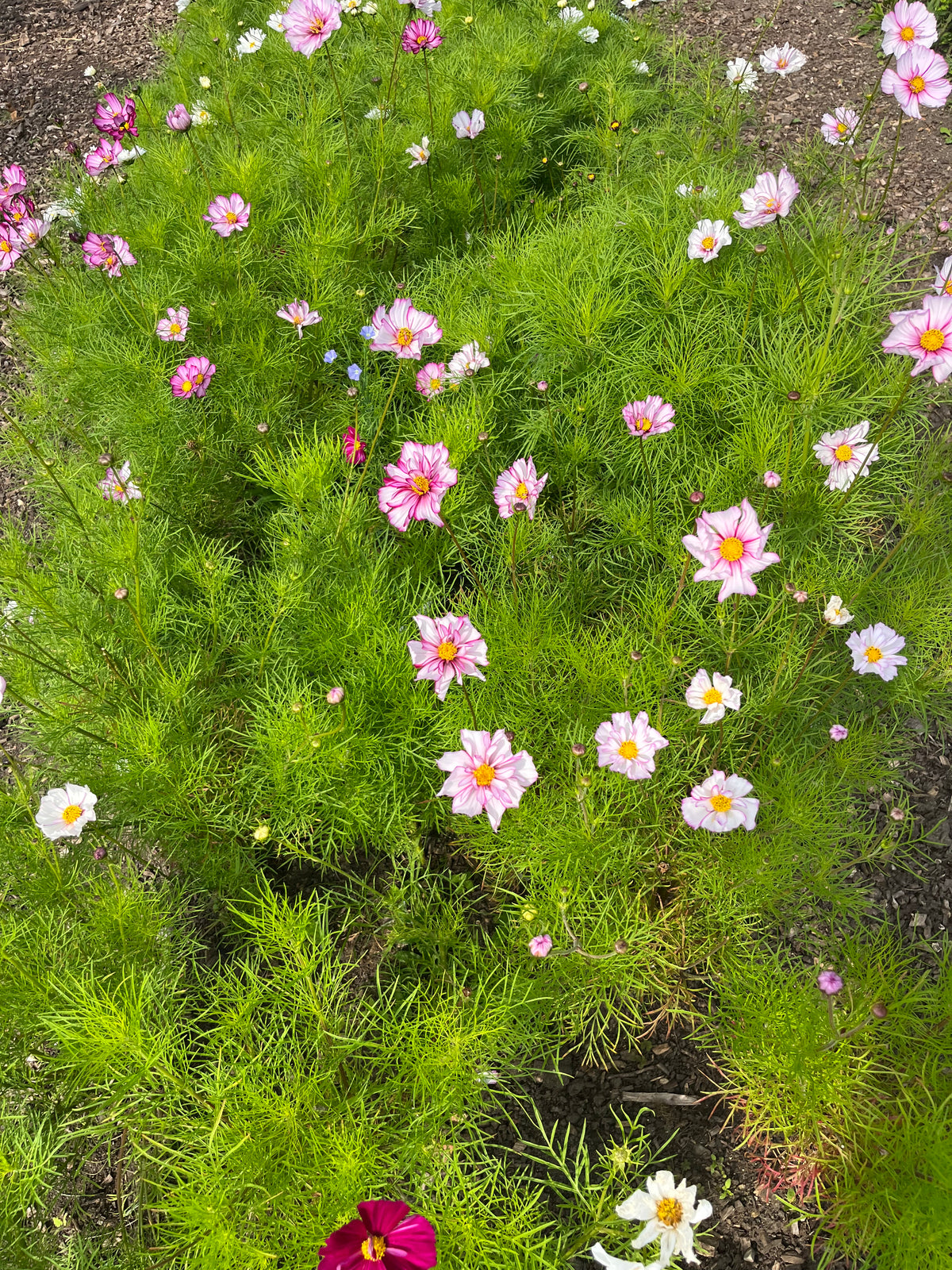 Cosmos In Variety