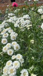Achillea 'The Pearl'